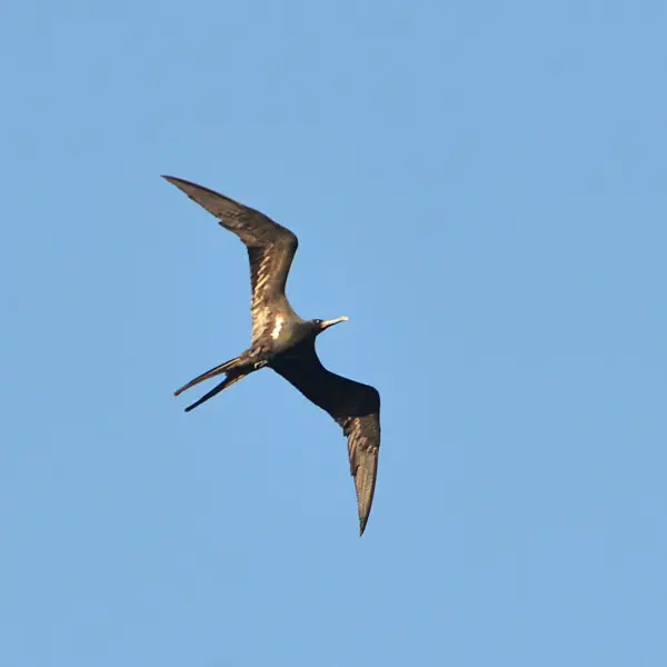 Male of Lesser frigatebird (Fregata ariel) at Taowa Beach, Batuputih Atas, North Sualawesi