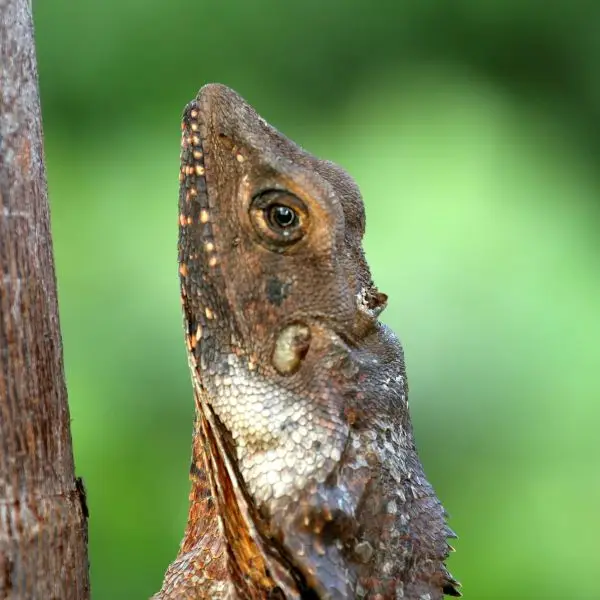 Frill-necked Lizard, or Frilled Lizard also known as the Frilled Dragon, (Chlamydosaurus kingii)