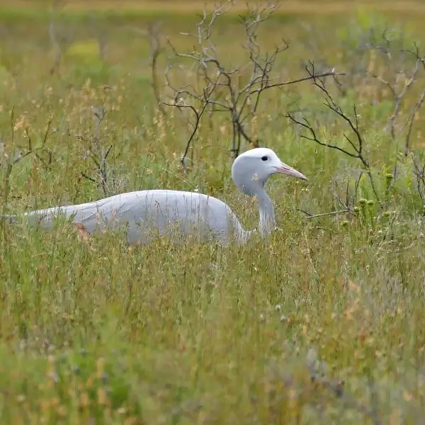 Blue Crane photo