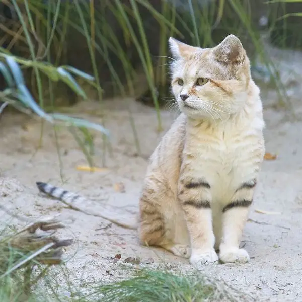 Sand Cat photo