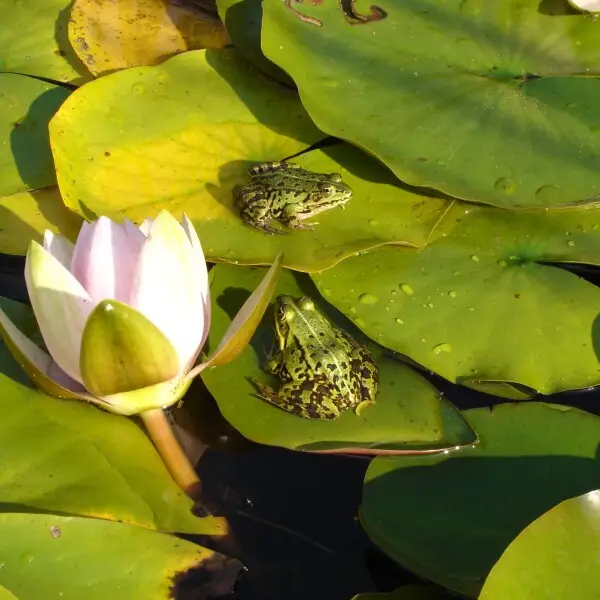 2 Common edible frogs on nymphaea leaves nearby a nymphaea flower.