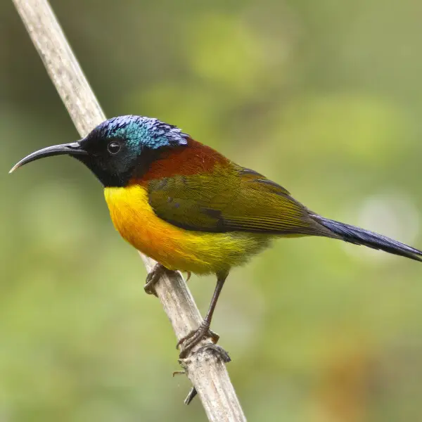 Green-tailed sunbird - Facts, Diet, Habitat & Pictures on Animalia.bio