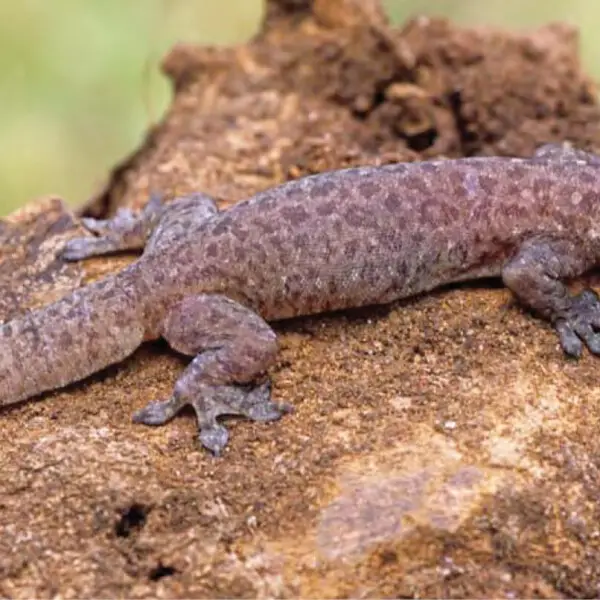 Gehyra mutilata факти, дієта, ареал і фотографії на Animalia.bio
