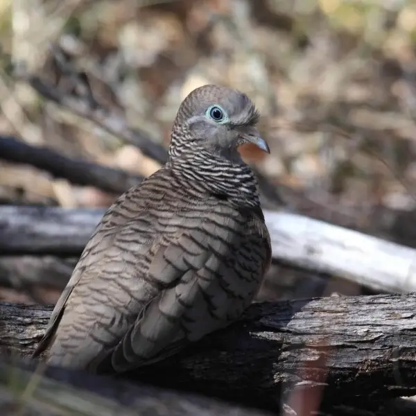 Peaceful Dove (Geopelia placida) nesting, Northern Territory, Australia
