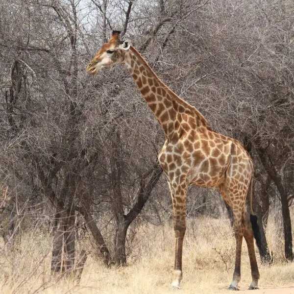 Giraffe at Borakalalo National Park, South Africa