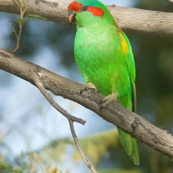 Musk lorikeet - Facts, Diet, Habitat & Pictures on Animalia.bio