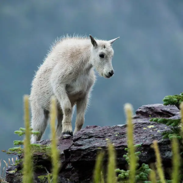 Goat - the mountain goat that would