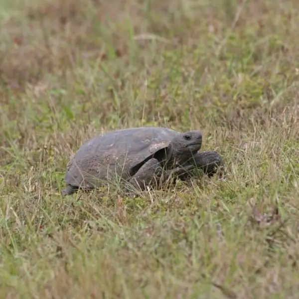 Gopher tortoise (Gopherus polyphemus)