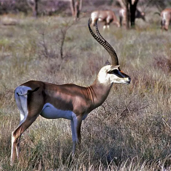 Grant's Gazelle (Nanger granti)