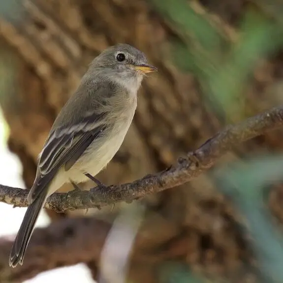 Gray Flycatcher | Patagonia Lake SP | AZ | 2015-10-02at13-57-0522