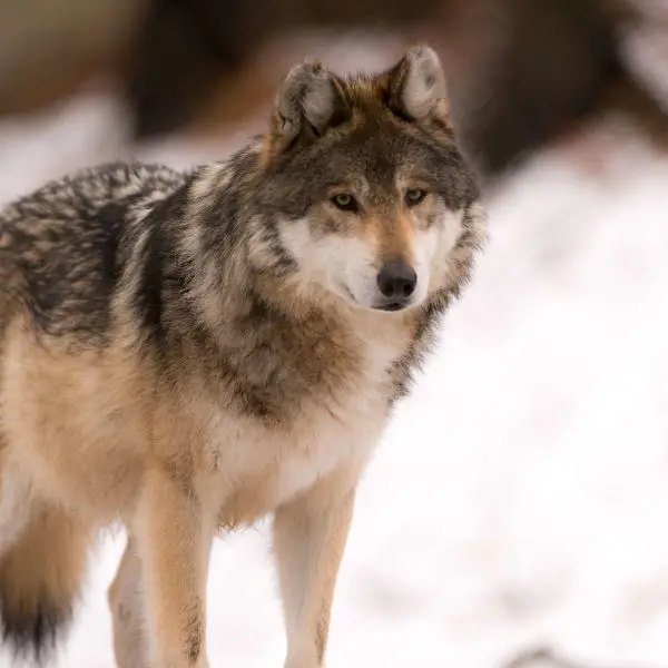 Gray Wolf Standing in the Snow