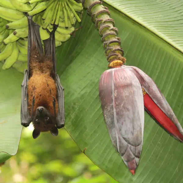 Greater Indian fruit bat @ Kanjirappally, Kerala