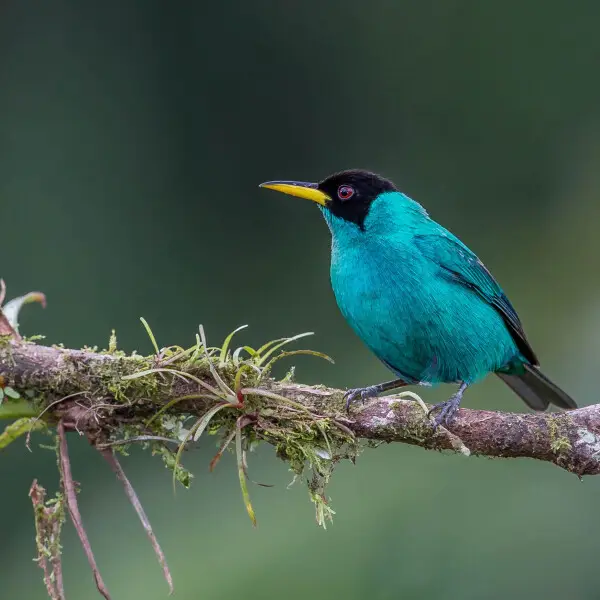 I love these guys!!!!

Taken in Costa Rica.
