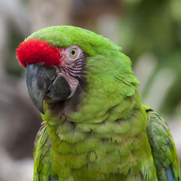 Green Parrot