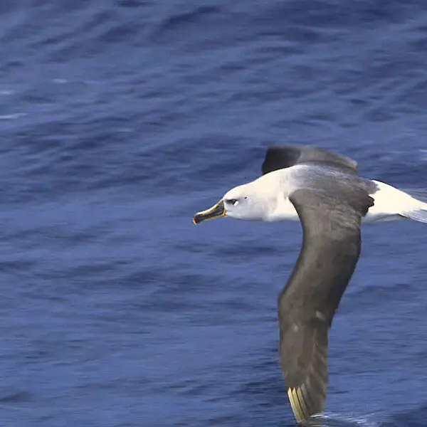 Most of the world's Grey-headed Albatross nest on South Georgia Island. While leading a tour in the sub-Antarctic it is not uncommon to  see these ocean wanderers come down after a high arc and drag their wing tip in the water...