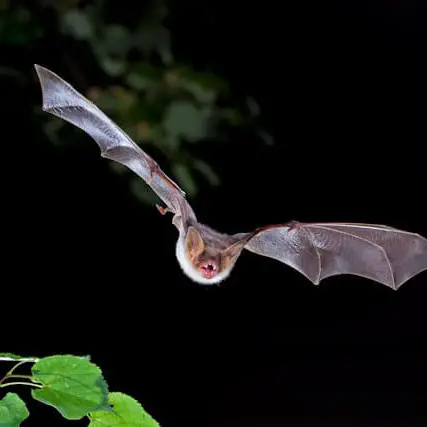 Greater Mouse-Eared Bat photo