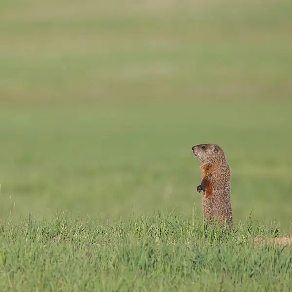 Groundhog
