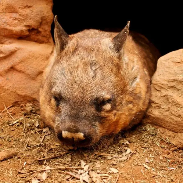 Hairy-nosed wombat