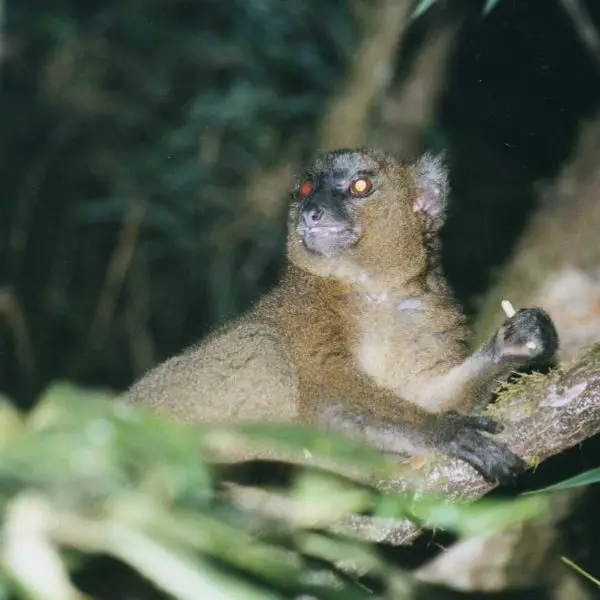 Hapalemur simus (Greater Bamboo Lemur)