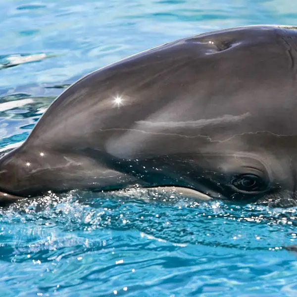 Hawaii #16 - Baby wolphin