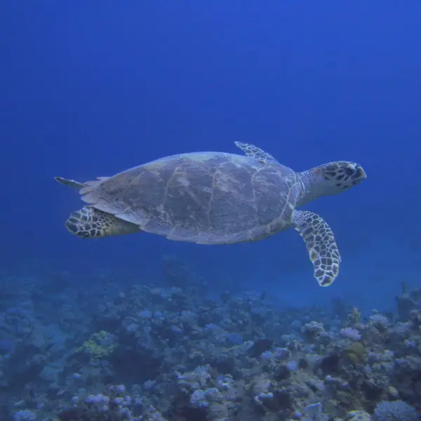 Hawksbill sea turtle #2