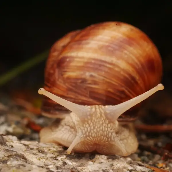 Roman Snail (Helix pomatia)
