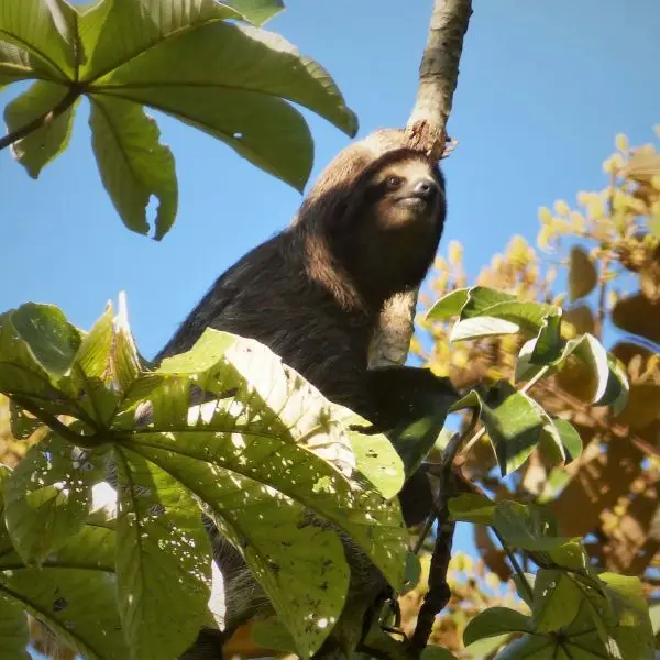 Hoffman's Two-toed Sloth. Choloepus hoffmanni in Cecropia tree