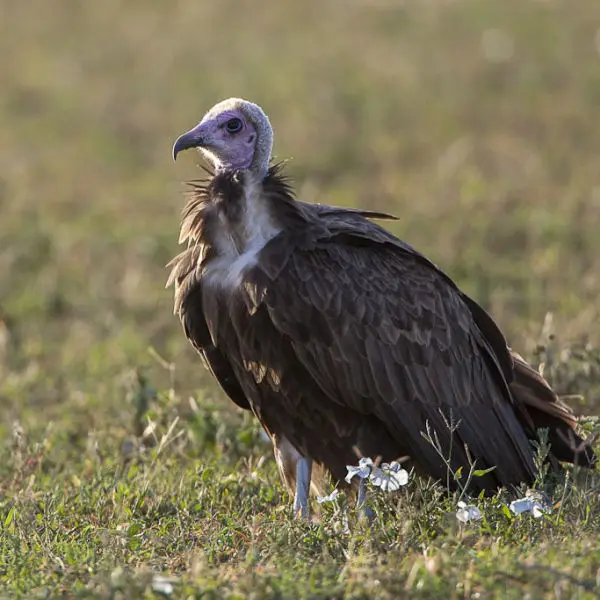 Hooded Vultures - Ndutu - Tanzania_0007