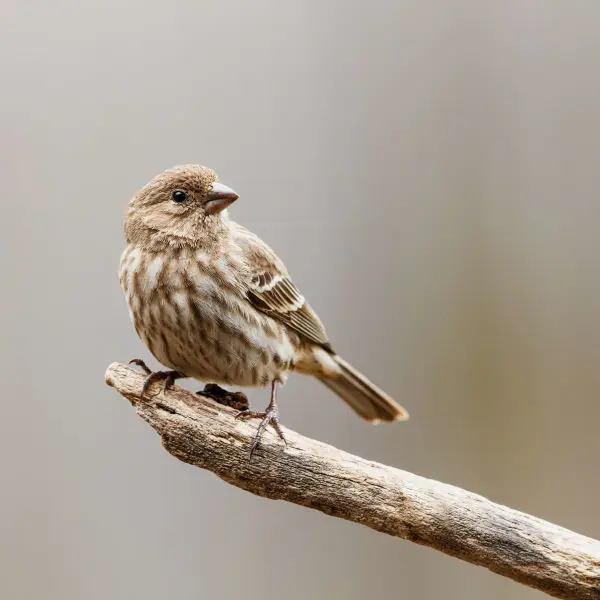 House Finch Facts, Diet, Habitat & Pictures on Animalia.bio