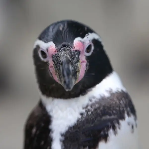 Humboldt penguin