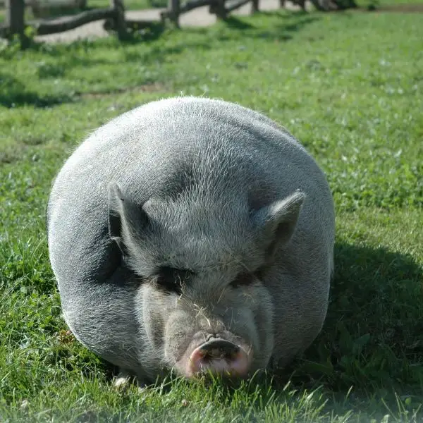 I'm just a cosy pig