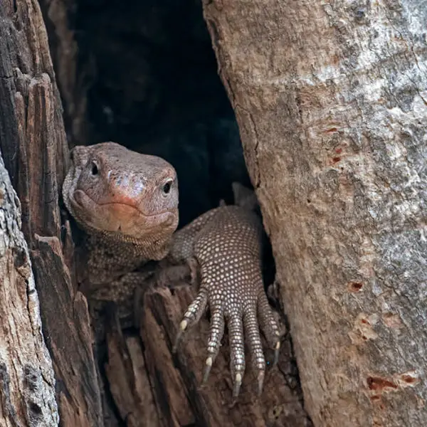 Bengal Monitor Facts, Diet, Habitat & Pictures on Animalia.bio