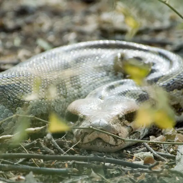indian python Python molurus