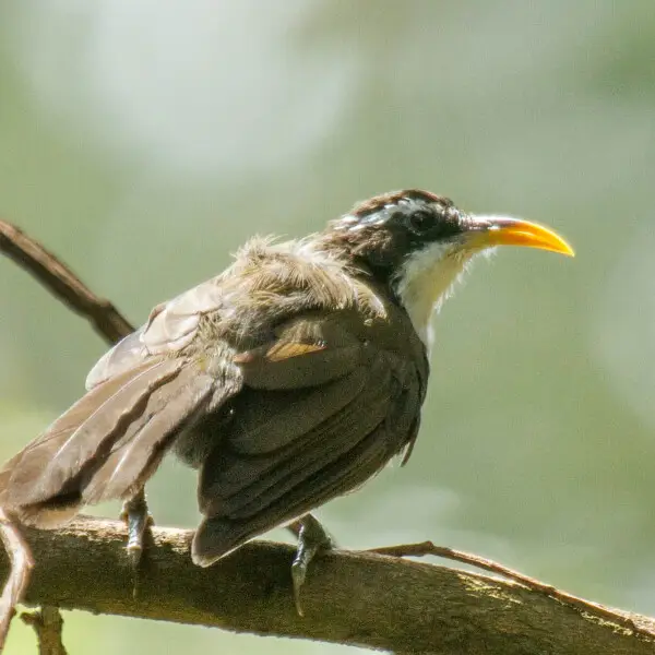 Species: Indian Scimitar Babbler (Pomatorhinus horsfieldii)
Location: Botanical Garden, Ooty, Tamilnadu, India