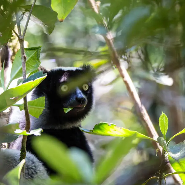 Indri
