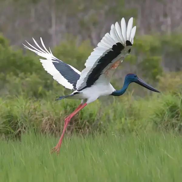 Black-necked stork - Facts, Diet, Habitat & Pictures on Animalia.bio