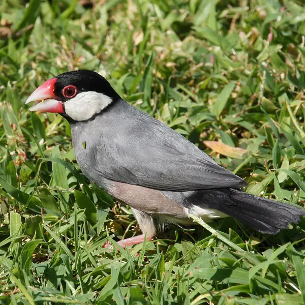 Java Sparrow
(Padda oryzivora)
This bird is native to Indonesia and was introduced first in 1867 and later reintroduced in the late 1960's. It builds nests in tree cavities and under the eves of buildings.
These birds travel in big groups and quarrel amon