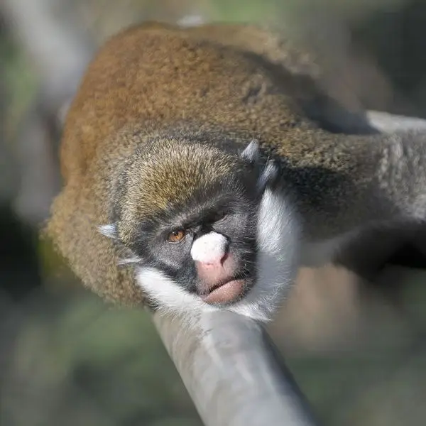 Lesser Spot-Nosed Monkey photo