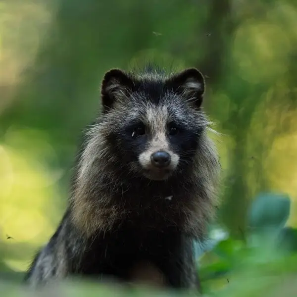 Raccoon Dog photo