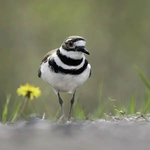 Killdeer Facts, Diet, Habitat & Pictures on Animalia.bio