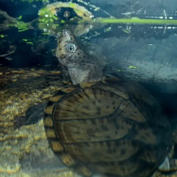 Razorbacked musk turtle Facts, Diet, Habitat & Pictures on Animalia.bio