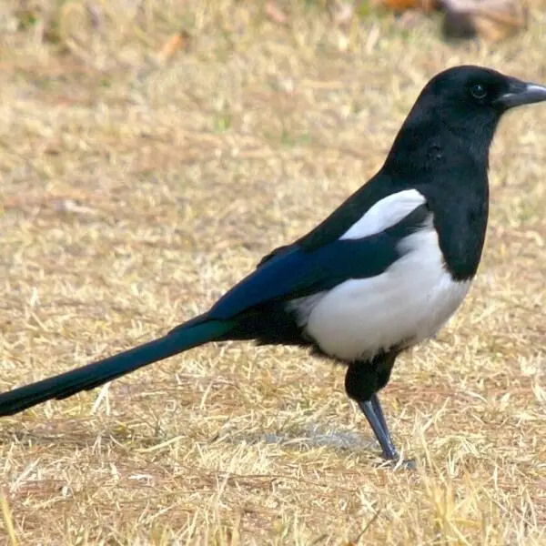 Picture of Oriental Magpie Pica serica in Daejeon, South Korea near the Daejeon City Museum of Art.