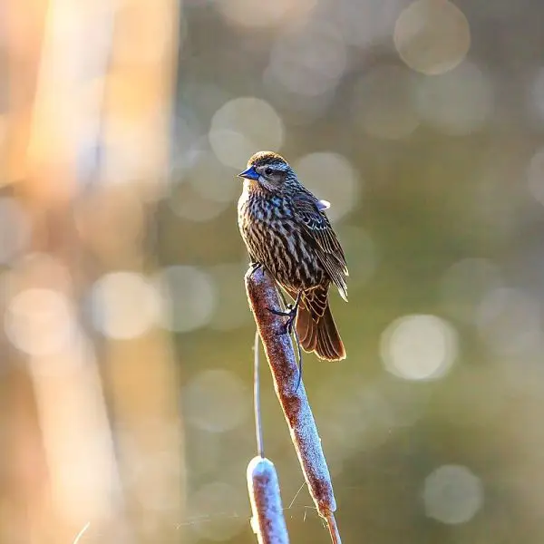 Red-Winged Blackbird photo