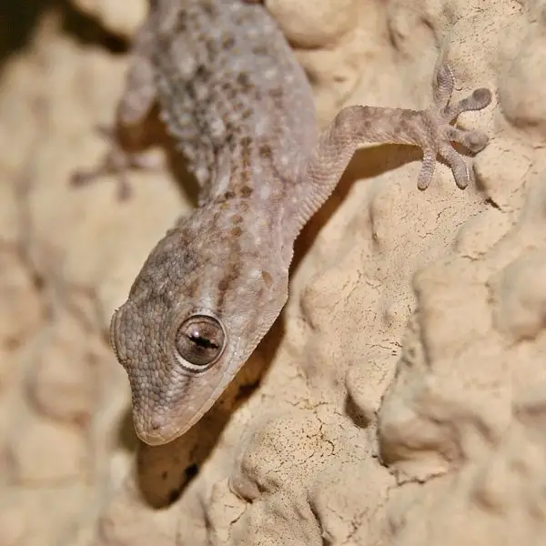 Common Wall Gecko photo