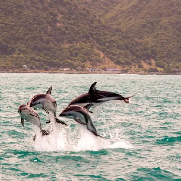 Dusky Dolphin photo