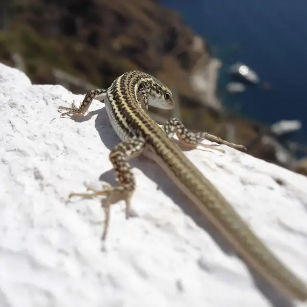 Podarcis is a genus of lizards commonly known as wall lizards, this picture was taken on Fira Satorini.