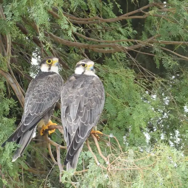 In this pair of Laggar Falcons, left one is an adult male with darker head and the other one is an adult female. Her head is pale compared to that male. Such variations are seen usually.