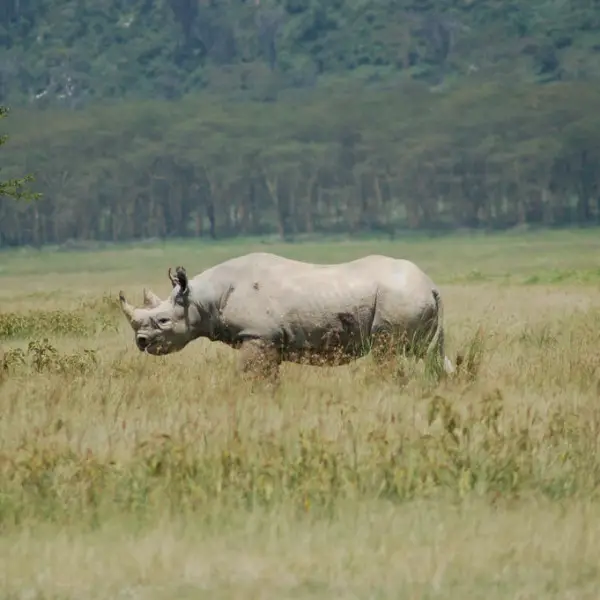Black Rhinoceros photo