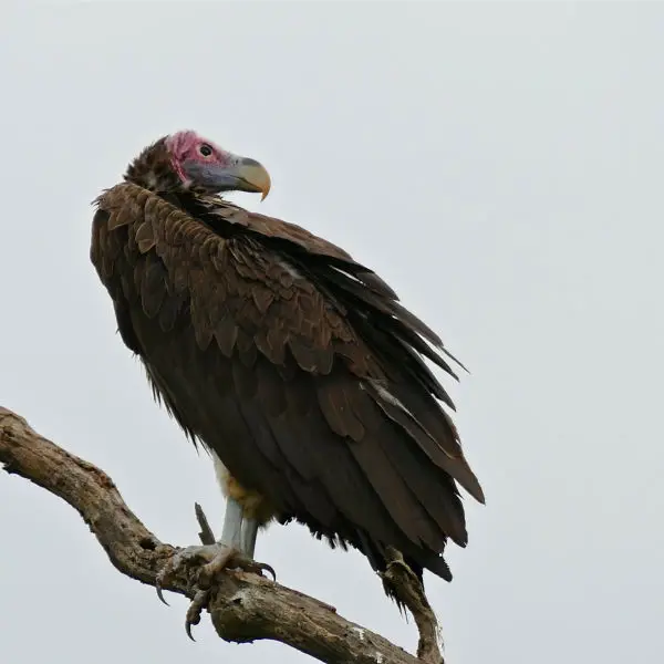 Lappet-faced Vulture (Torgos tracheliotus)