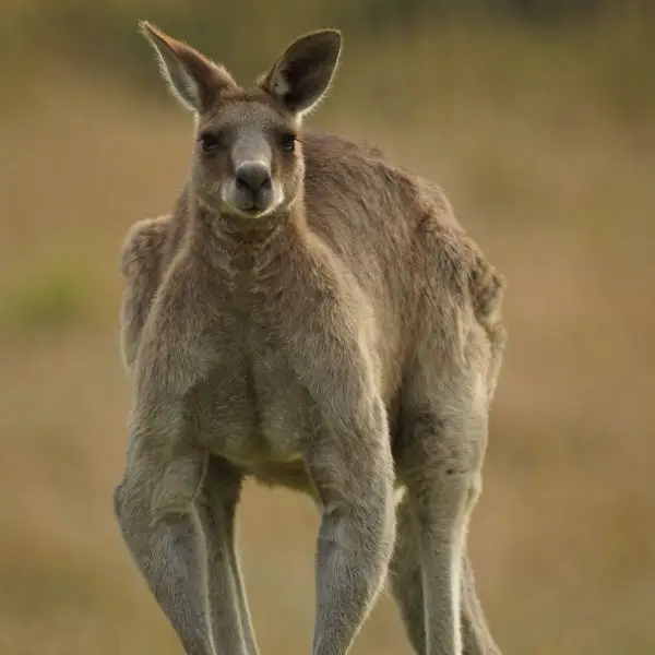 Large Eastern Grey male kangaroo
